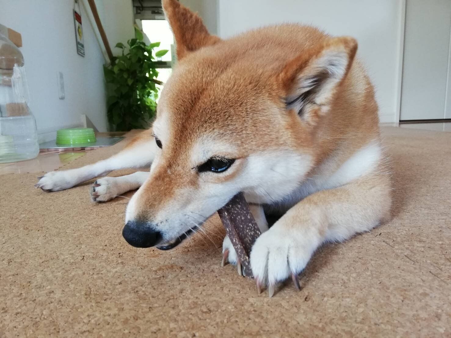 Pr 獣医師が教えます 愛犬のストレスを 噛むこと で軽減する方法 いぬのきもちweb Magazine